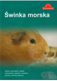 Świnka morska