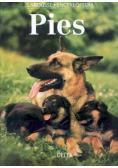 Pies