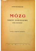 Mózg i nerwy obwodowe zarys anatomiczny, 1938 r.