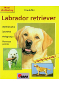 Labrador retriver