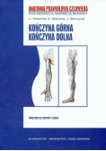 APC Kończyna górna Kończyna dolna
