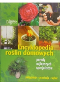 Encyklopedia roślin domowych Nowa