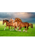 Puzzle 500 Horses in Spring Rush B-54084