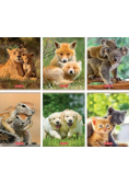Zeszyt A5/16K kratka Animals (10szt)