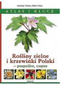 Rośliny zielne i krzewinki Polski