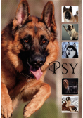 Psy