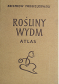 Rośliny wydm Atlas