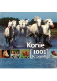 Konie 1001 fotografii