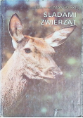 Śladami zwierząt
