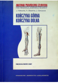 Kończyna górna Kończyna dolna