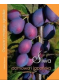 Śliwa domowa i japońska