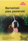 Berneński pies pasterski