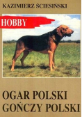 Ogar Polski Gończy Polski