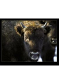 Żubr w Bieszczadach Wisent in Bieszczady Mountain