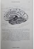 Anatomischer Atlas 3 Tomy 1940 r.