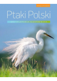 Encyklopedia ilustrowana. Ptaki Polski