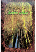 Salix alba