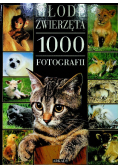 Młode zwierzęta 1000 fotografii