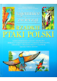 Rzadkie ptaki Polski