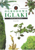 Ogrodowe iglaki