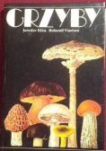 Grzyby