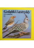 Gołąbki i astryldy
