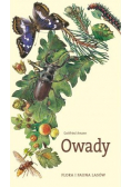 Owady flora i fauna lasów