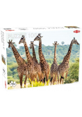 Puzzle 1000 Żyrafy