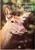 Śladami zwierząt