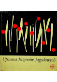Uprawa krzewów jagodowych