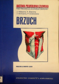 Anatomia prawidłowa człowieka brzuch