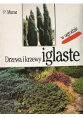 Drzewa i krzewy iglaste