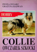 Collie   owczarek szkocki