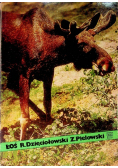 Łoś