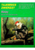 Małpy od karzełka do olbrzyma