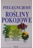 Pielęgnujemy rośliny pokojowe