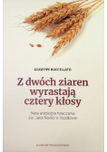 Z dwóch ziaren wyrastają cztery kłosy