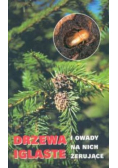 Drzewa iglaste i owady na nich żerujące