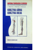 Anatomia prawidłowa człowieka Kończyna górna Kończyna dolna