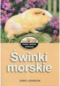 Świnki morskie