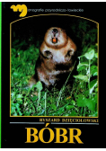 Bóbr