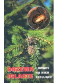 Drzewa iglaste i owady na nich żerujące