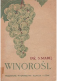 Winorośl