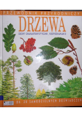 Drzewa Cechy charakterystyczne, rozpoznawanie