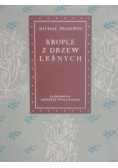 Krople Z Drzew Leśnych