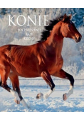 Konie Pochodzenie Rasy Cechy