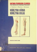 Anatomia prawidłowa człowieka Kończyna górna Kończyna dolna