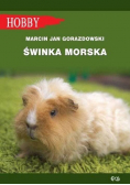 Świnka morska w.2018