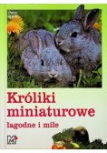 Króliki miniaturowe łagodne i miłe