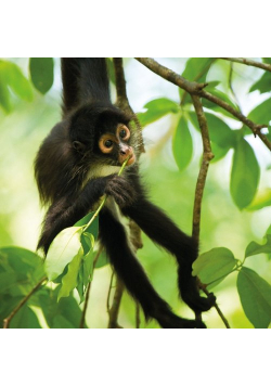 Karnet kwadrat z kopertą Spider Monkey